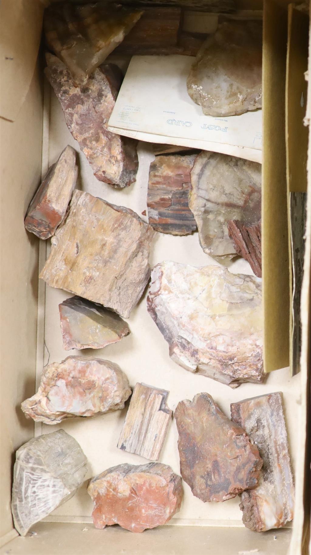 A collection of 21 petrified wood specimens from the Petrified Forest, Arizona, Mesozoic Period, 225 million years BP, collected before